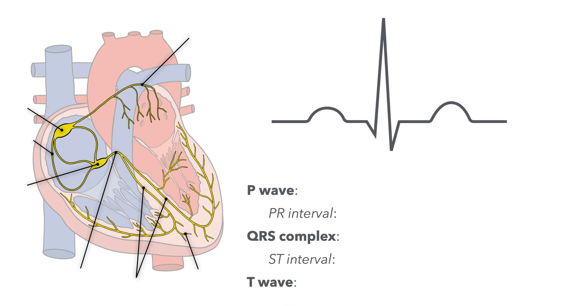 Blank cardiac conduction and EKG diagram for practice