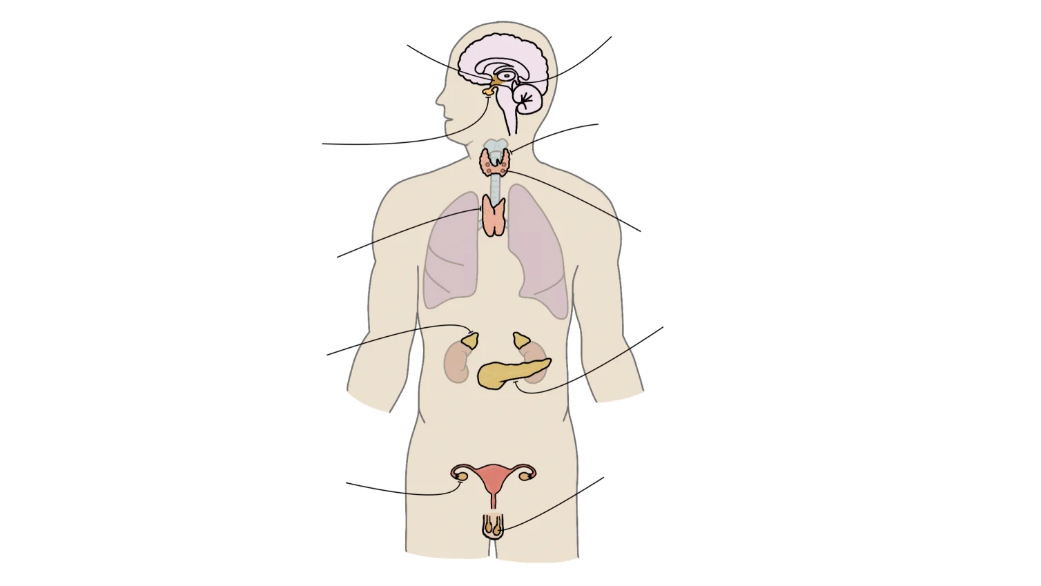 Blank endocrine organs diagram for practice
