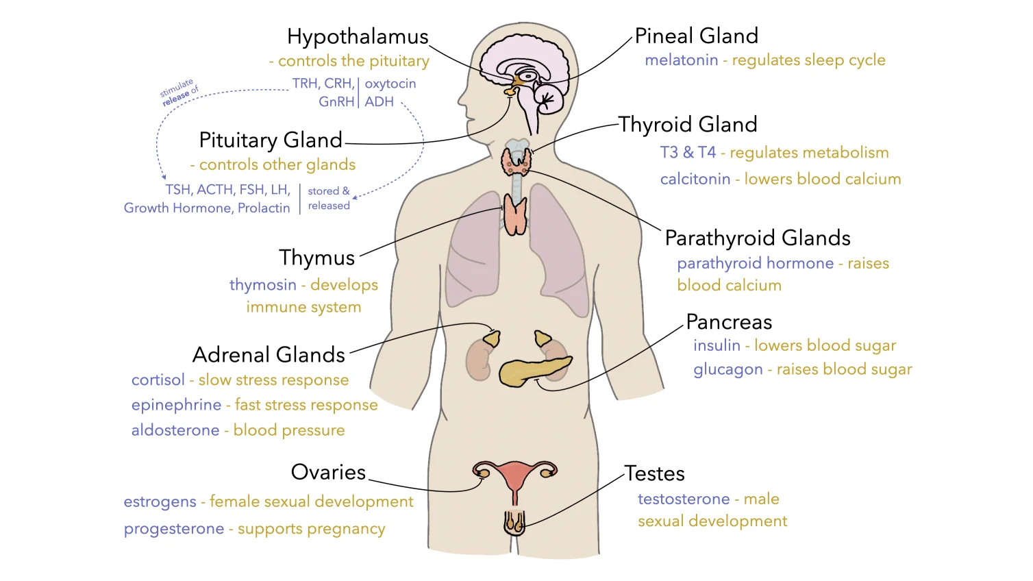 Labeled endocrine organs diagram